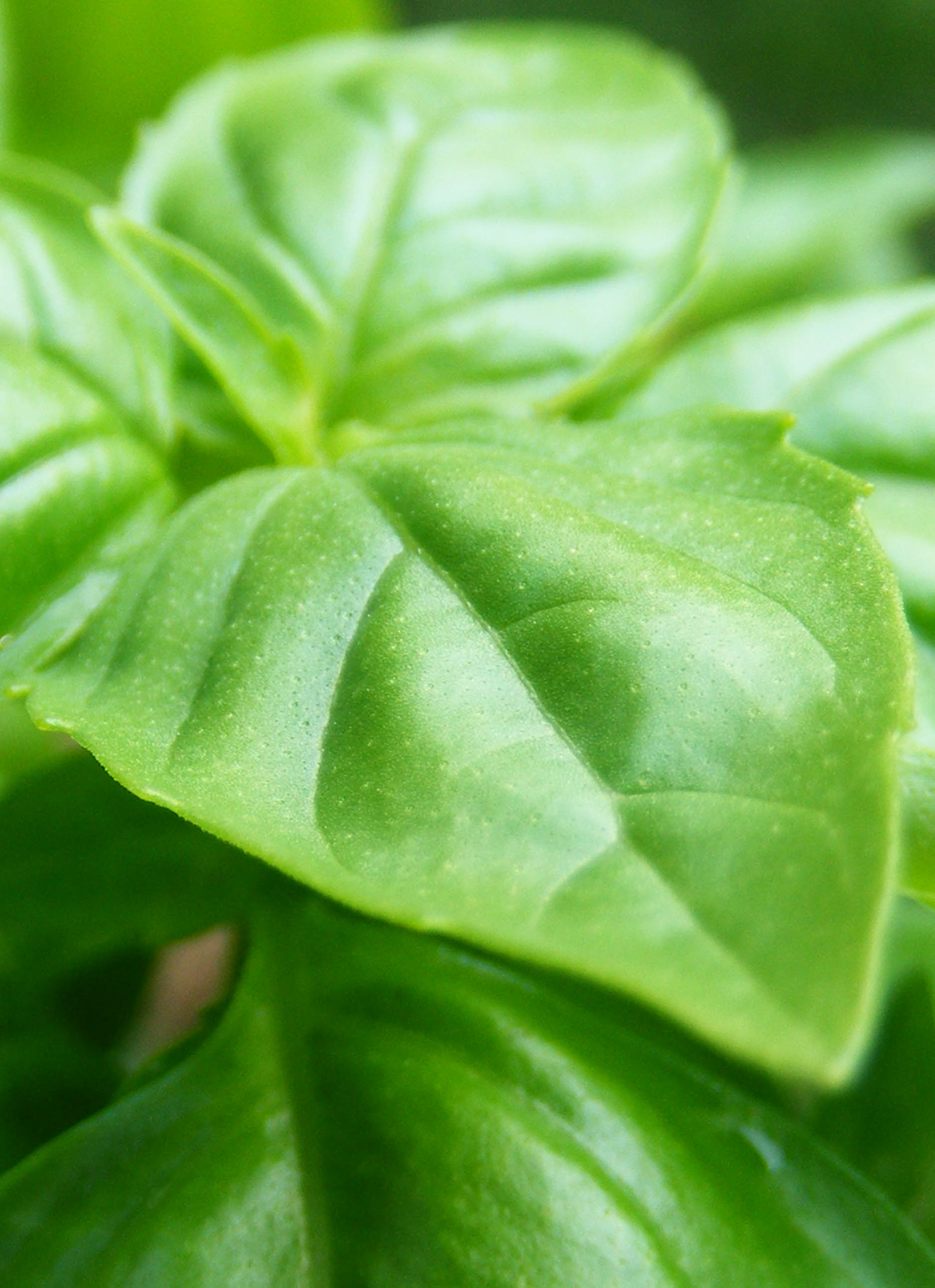 Basil Sweet Linalool Essential Oil